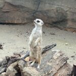 ささみ大葉チーズ